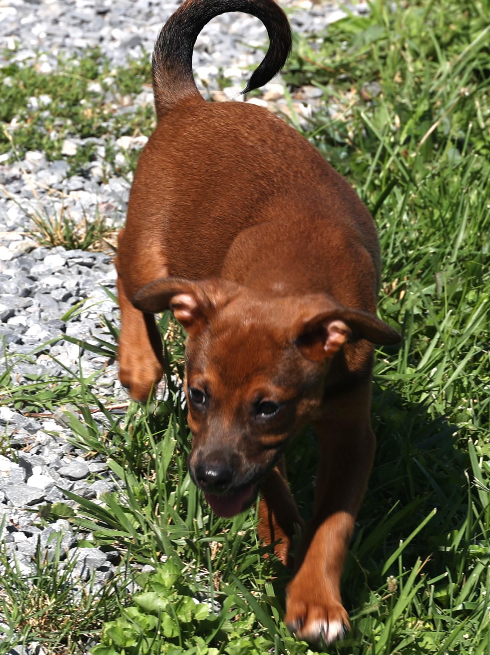 Enlarge Zeke-Available www.lhar.dog to apply, an adoptable mixed breed in Frederick, MD image 2/5