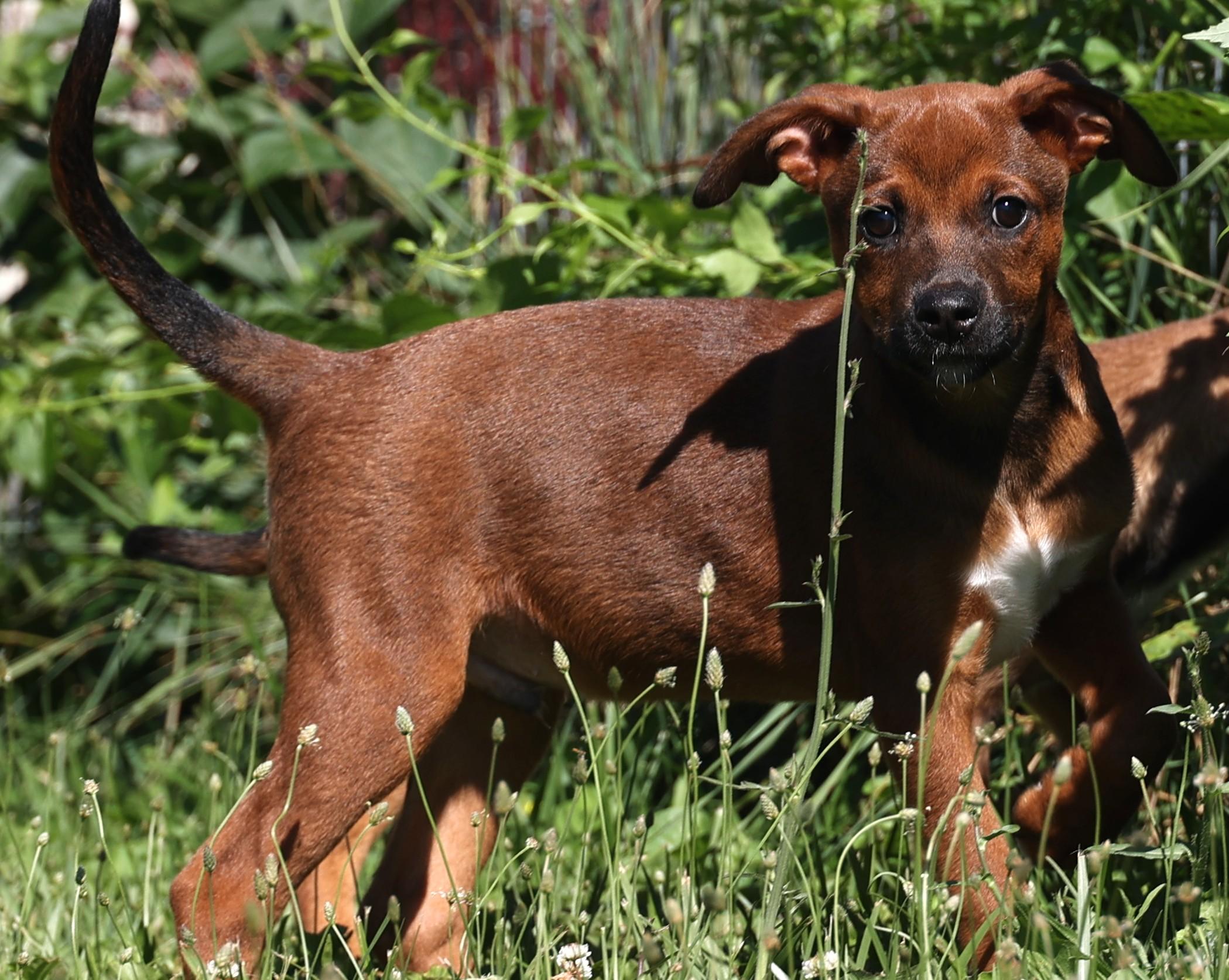 Enlarge Zeke-Available www.lhar.dog to apply, an adoptable mixed breed in Frederick, MD image 1/5