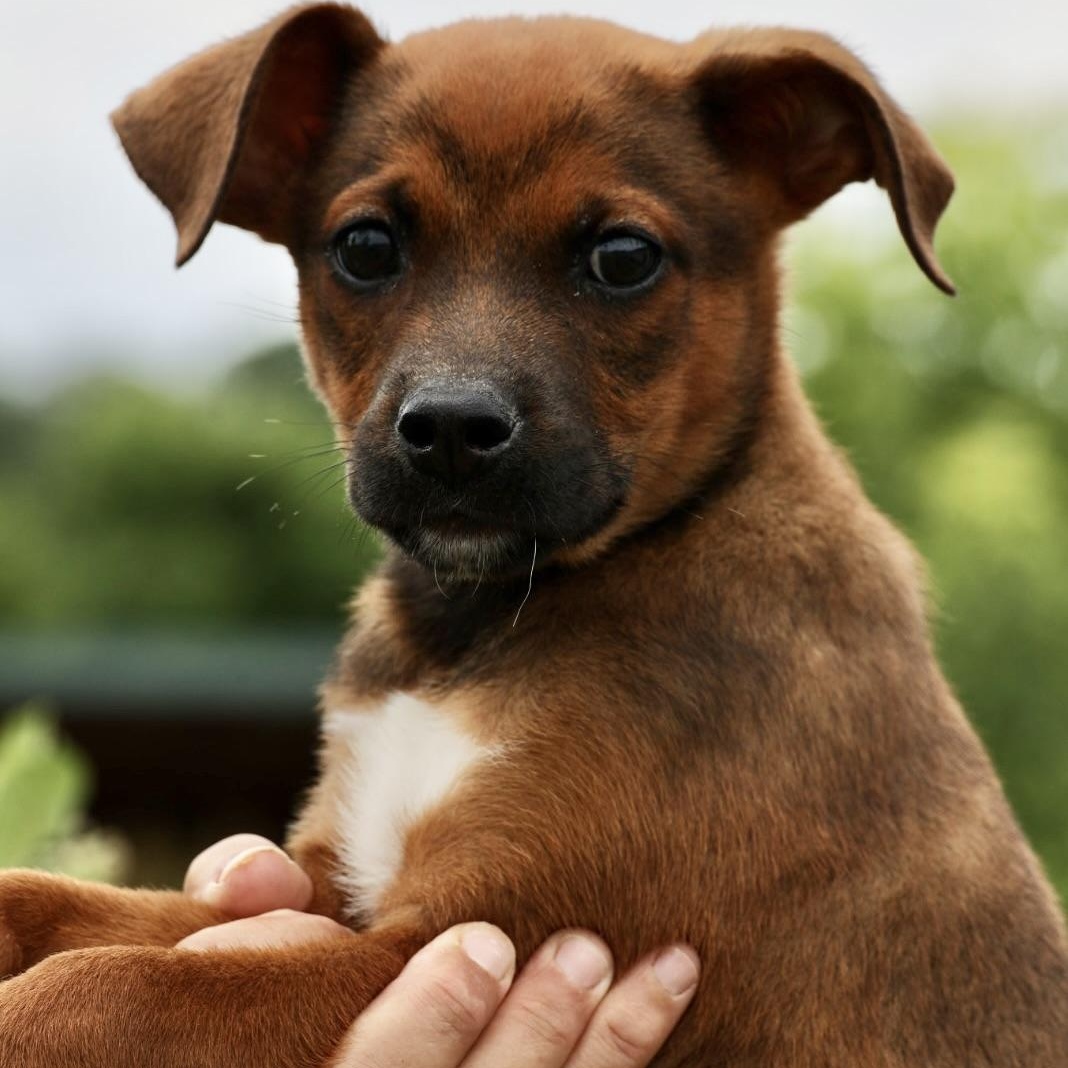 Enlarge Zeke-Available www.lhar.dog to apply, an adoptable mixed breed in Frederick, MD image 3/5
