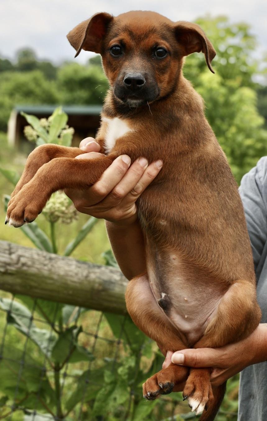 Enlarge Zeke-Available www.lhar.dog to apply, an adoptable mixed breed in Frederick, MD image 5/5