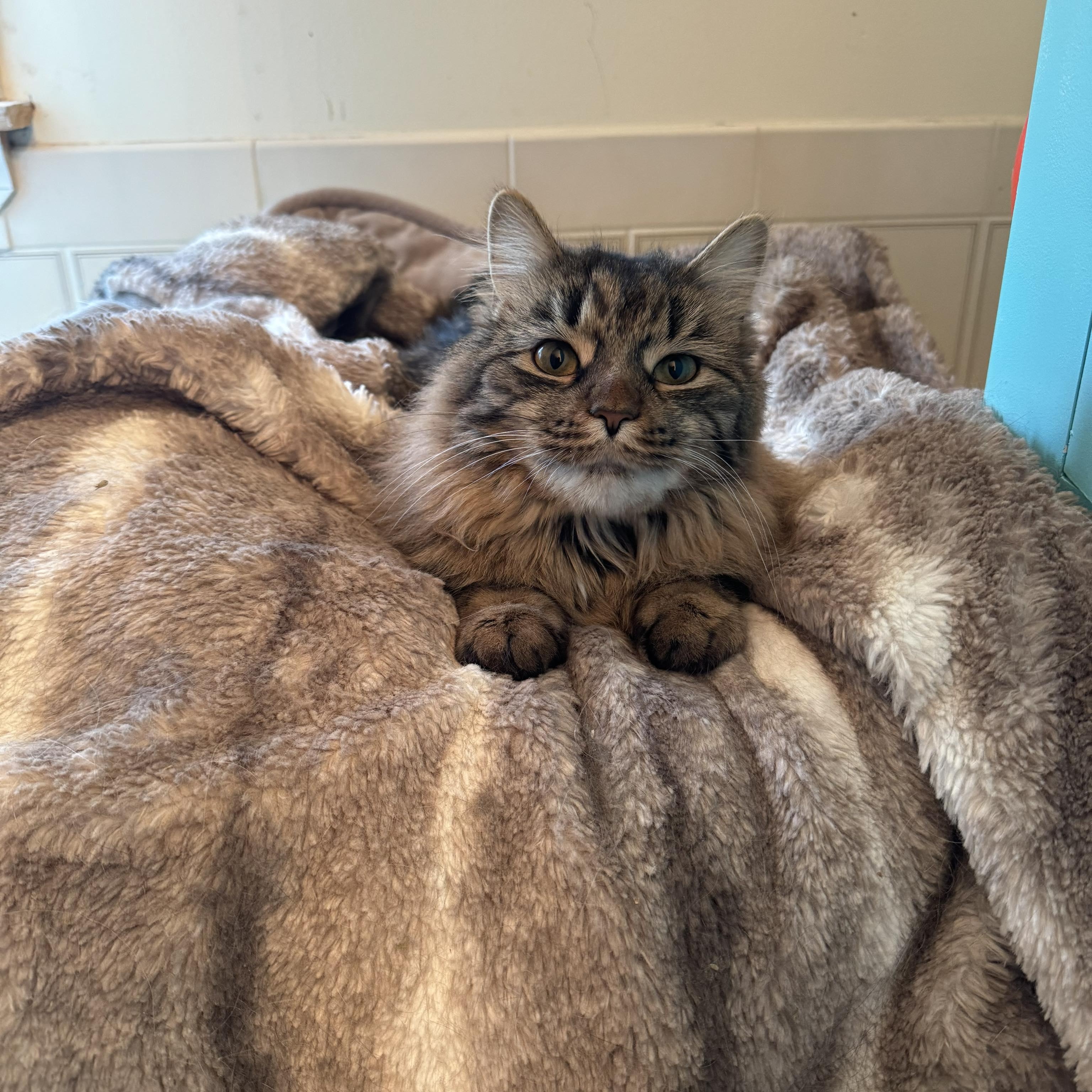 Enlarge Mama Mia (Special Needs), a Adoptable Domestic Medium Hair in Bridgewater, NJ image 2/3