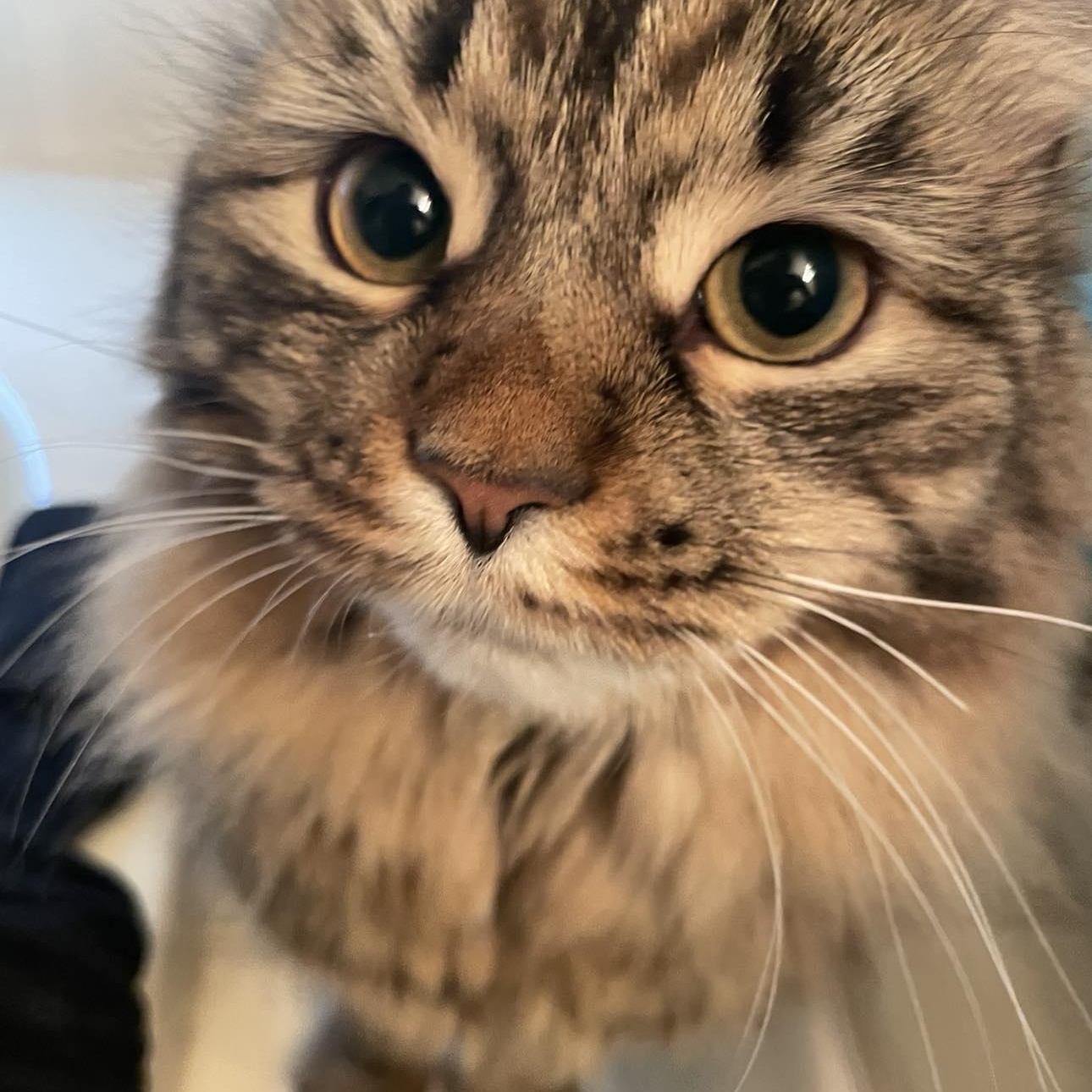 Mama Mia (Special Needs), Adoptable, Adult Female Domestic Medium Hair.