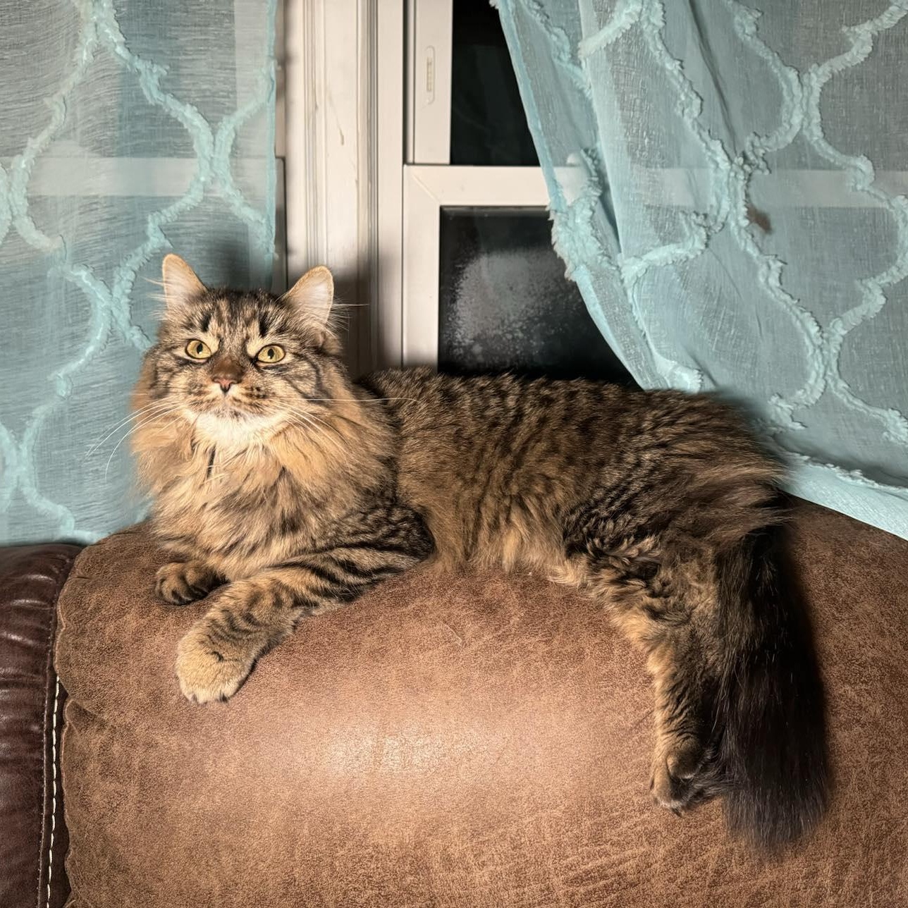 Enlarge Mama Mia (Special Needs), a Adoptable Domestic Medium Hair in Bridgewater, NJ image 3/3