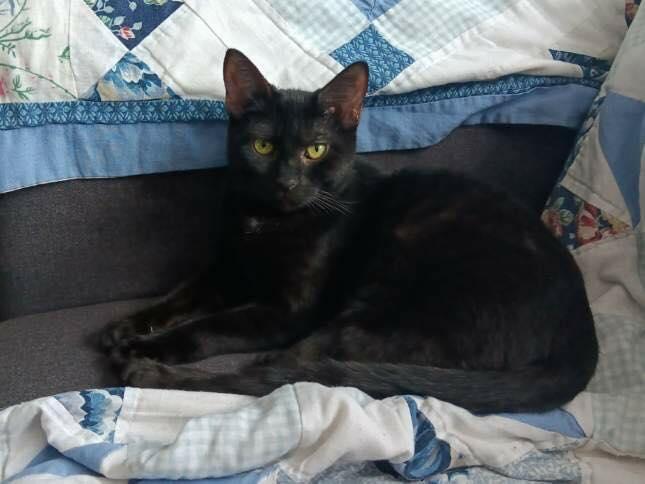 Enlarge Baxter, a ADOPTABLE Domestic Short Hair in Webster, NY image 1/1