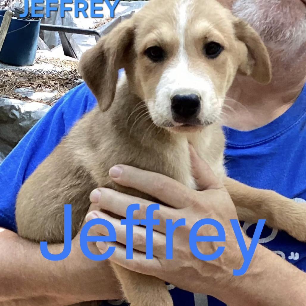 NY Jeffery (Foster in Brewster NY), a Adoptable Mixed Breed in Stormville, NY image 1/2