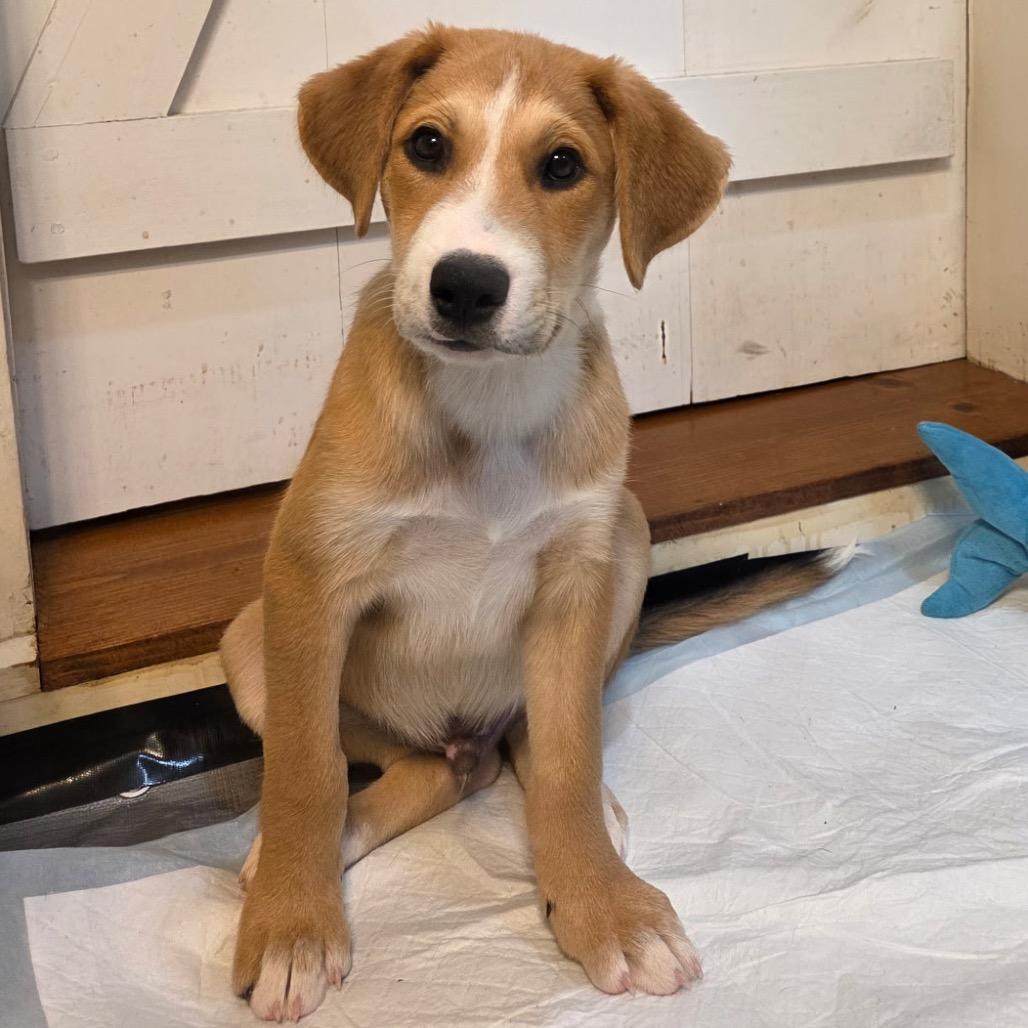 NY Jeffery (Foster in Brewster NY), a Adoptable Mixed Breed in Stormville, NY image 2/2