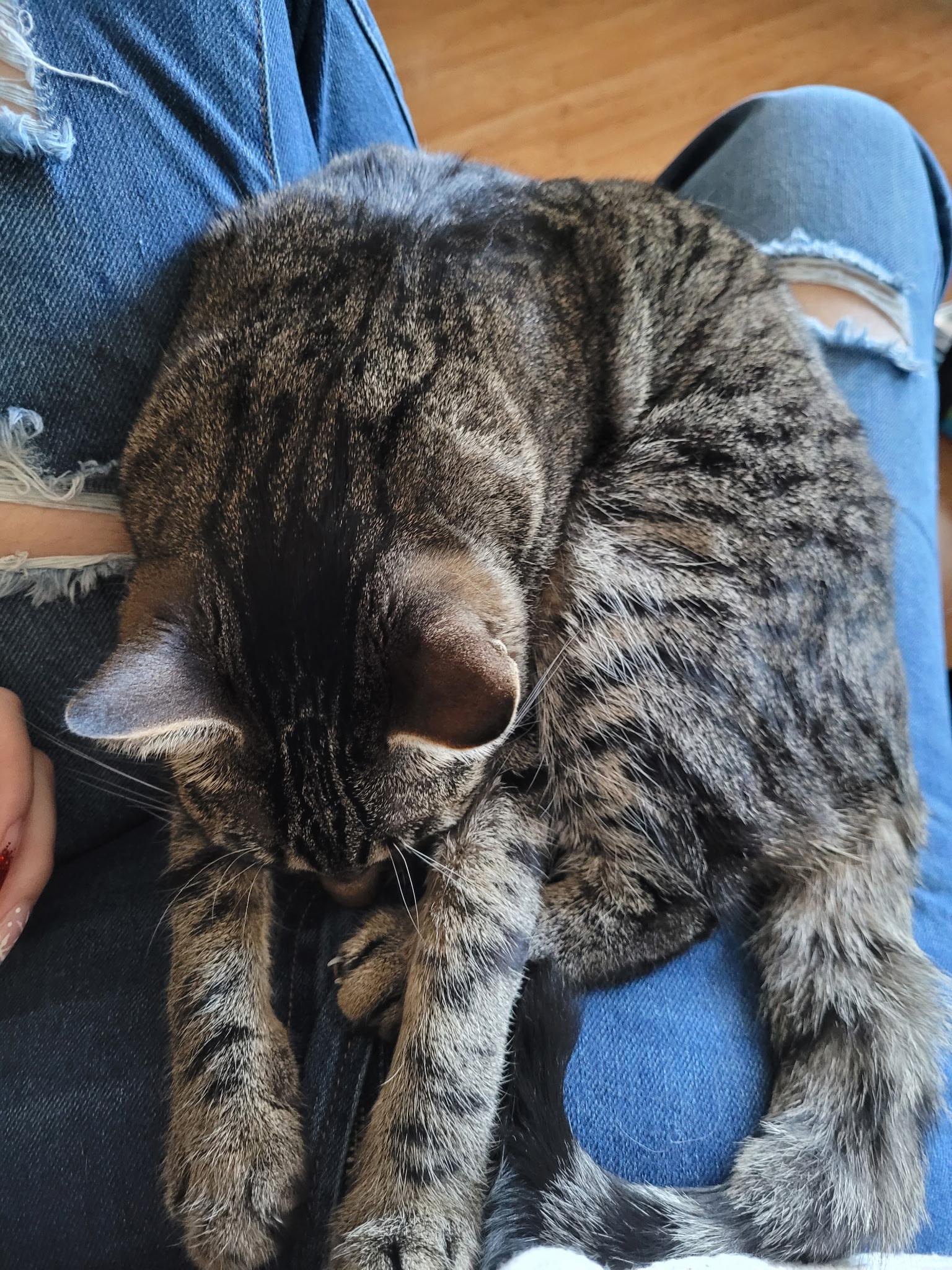 Enlarge Cleo , a ADOPTABLE Domestic Short Hair in Lathrop , CA image 6/6