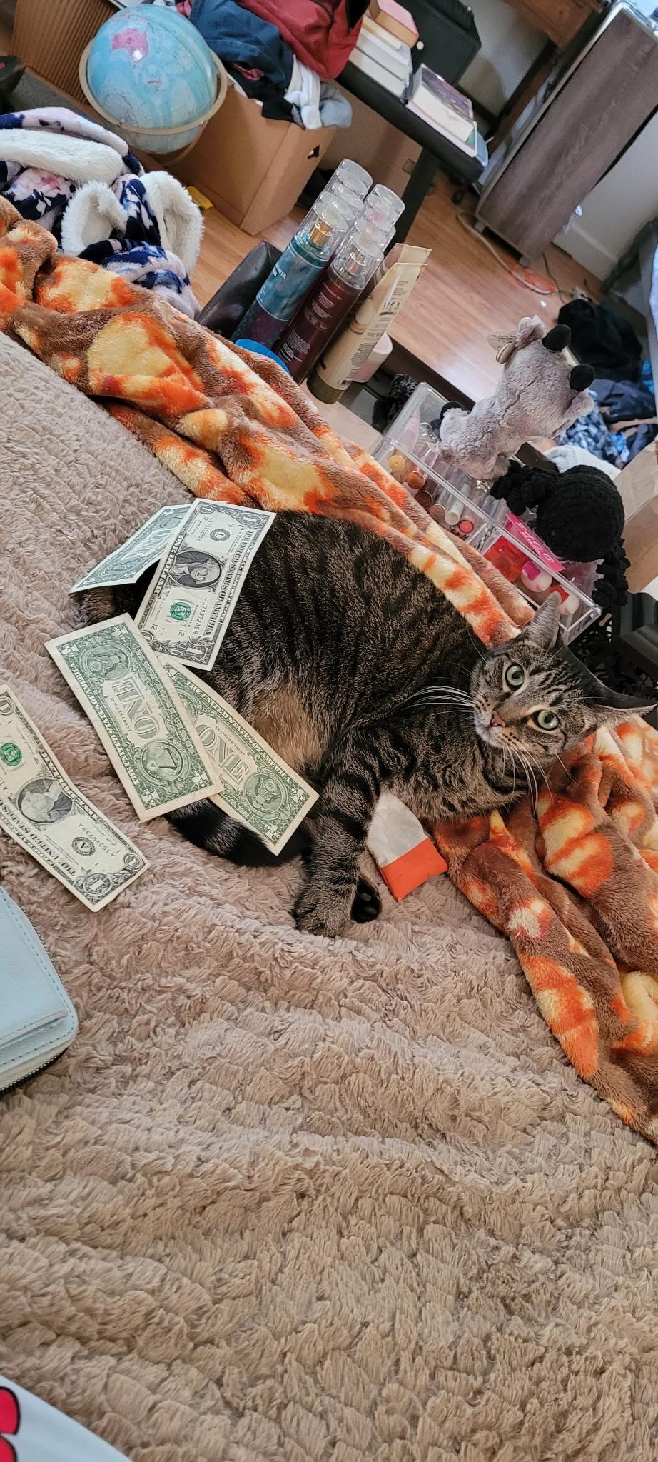 Enlarge Cleo , a ADOPTABLE Domestic Short Hair in Lathrop , CA image 2/6