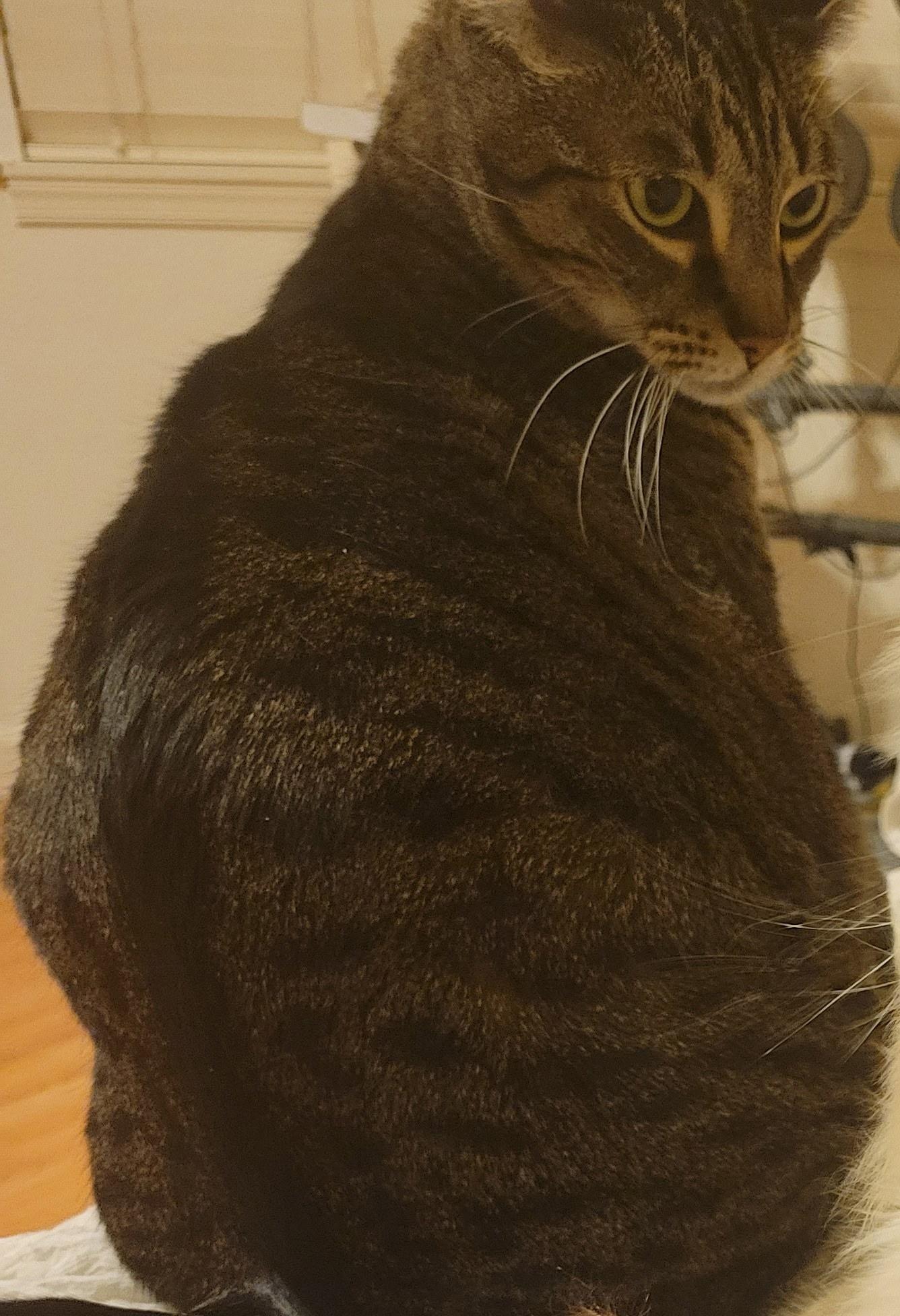 Enlarge Cleo , a ADOPTABLE Domestic Short Hair in Lathrop , CA image 5/6