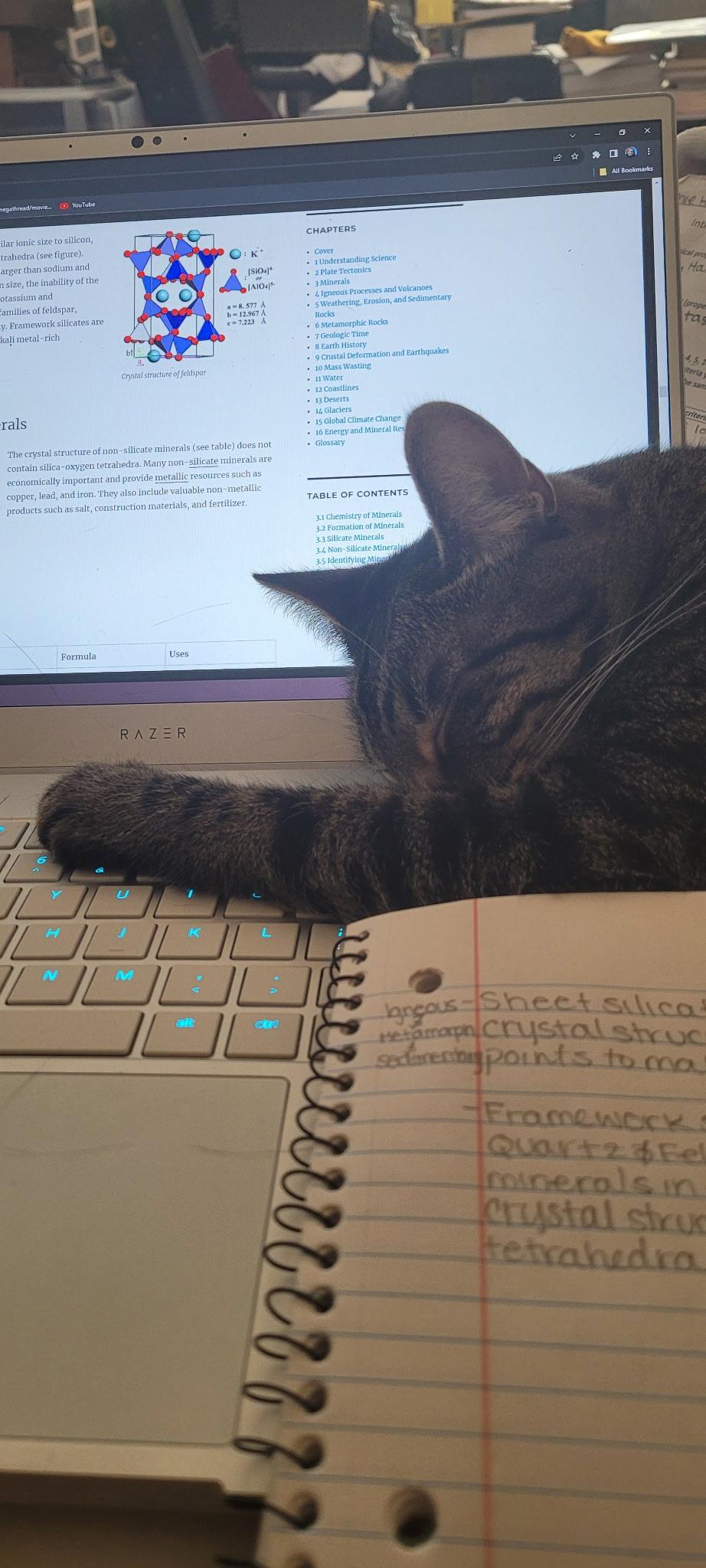 Enlarge Cleo , a ADOPTABLE Domestic Short Hair in Lathrop , CA image 3/6