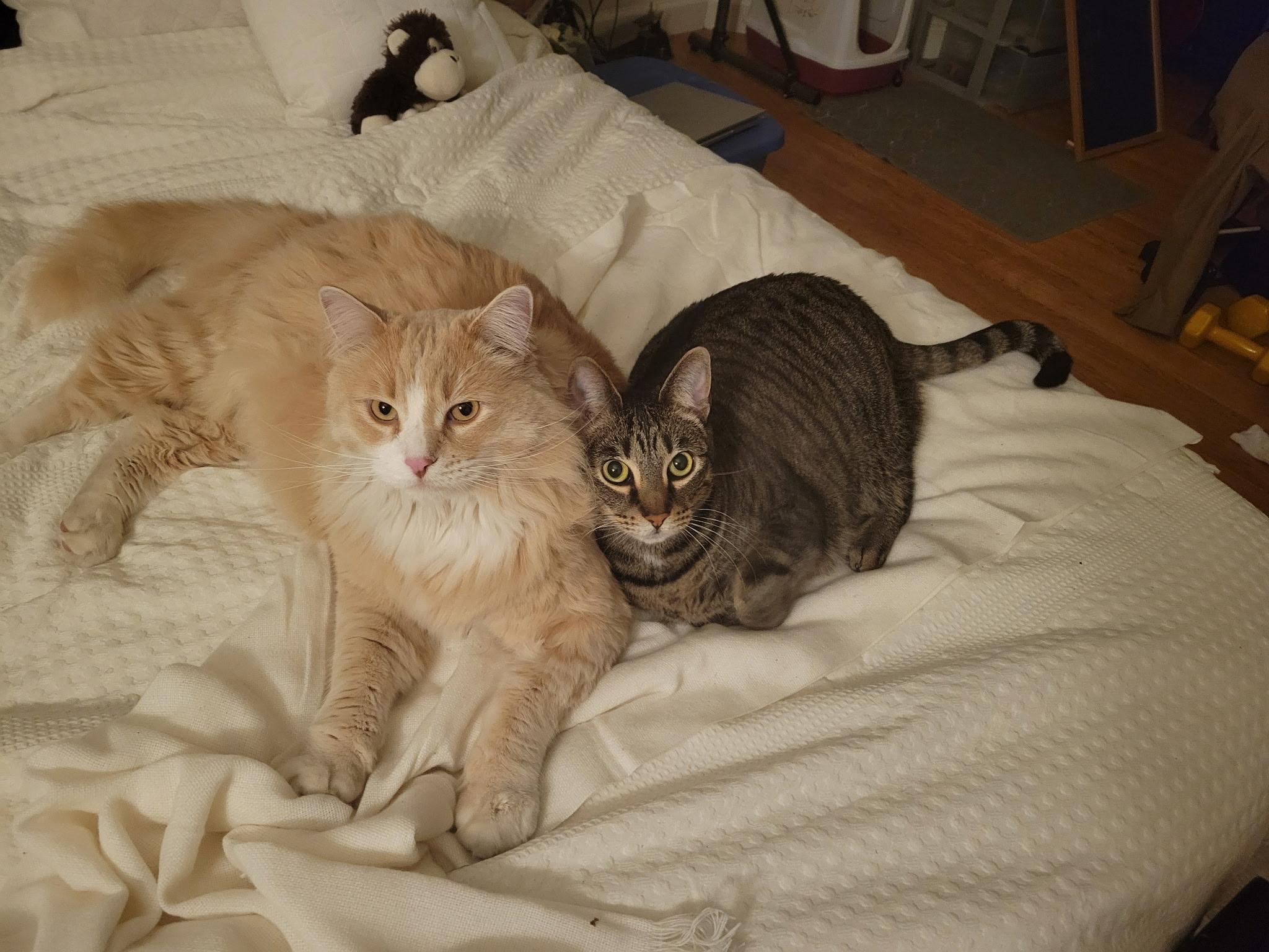 Enlarge Cleo , a ADOPTABLE Domestic Short Hair in Lathrop , CA image 4/6