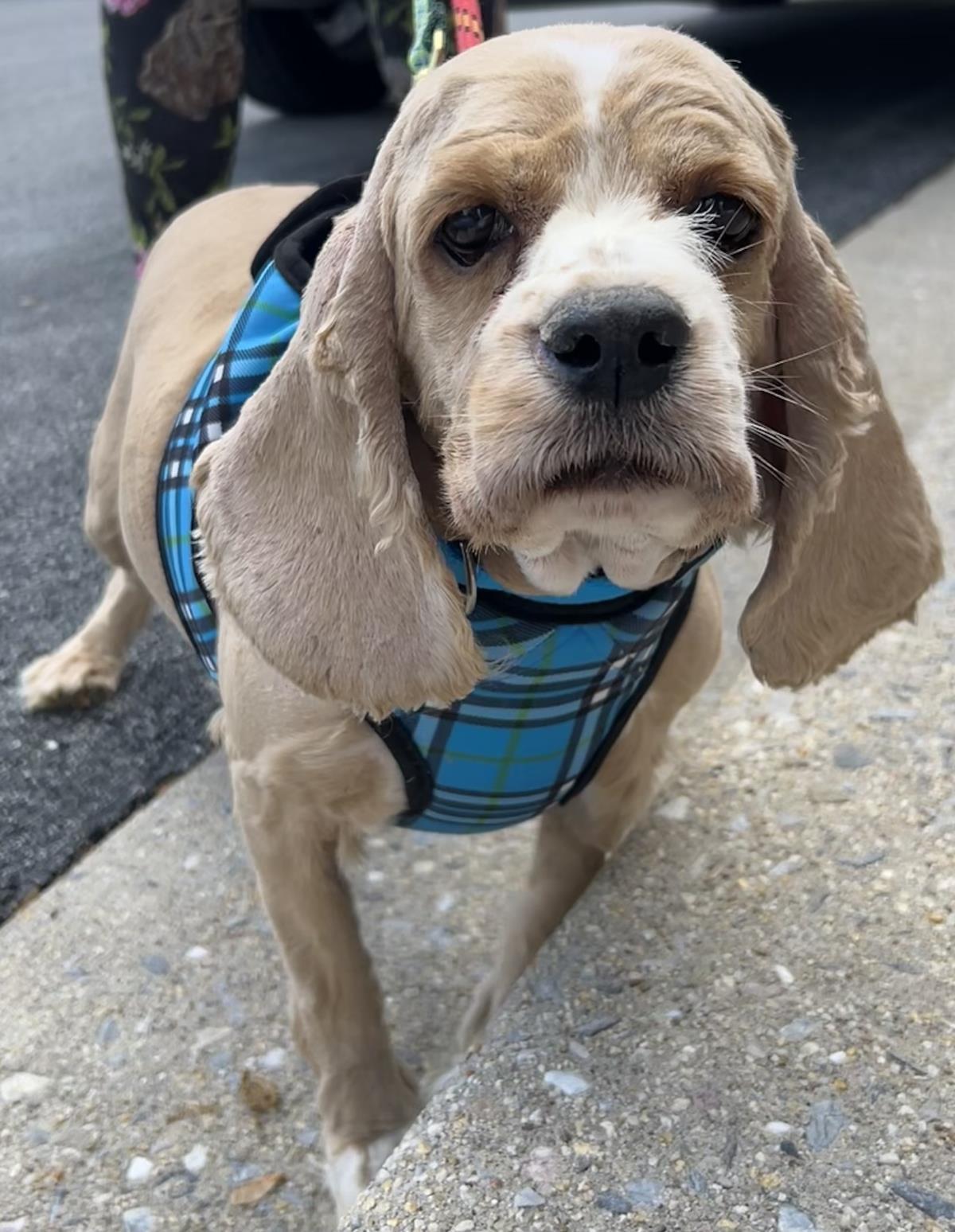 Enlarge Jenny, a Adoptable Cocker Spaniel in Westminster, MD image 1/3
