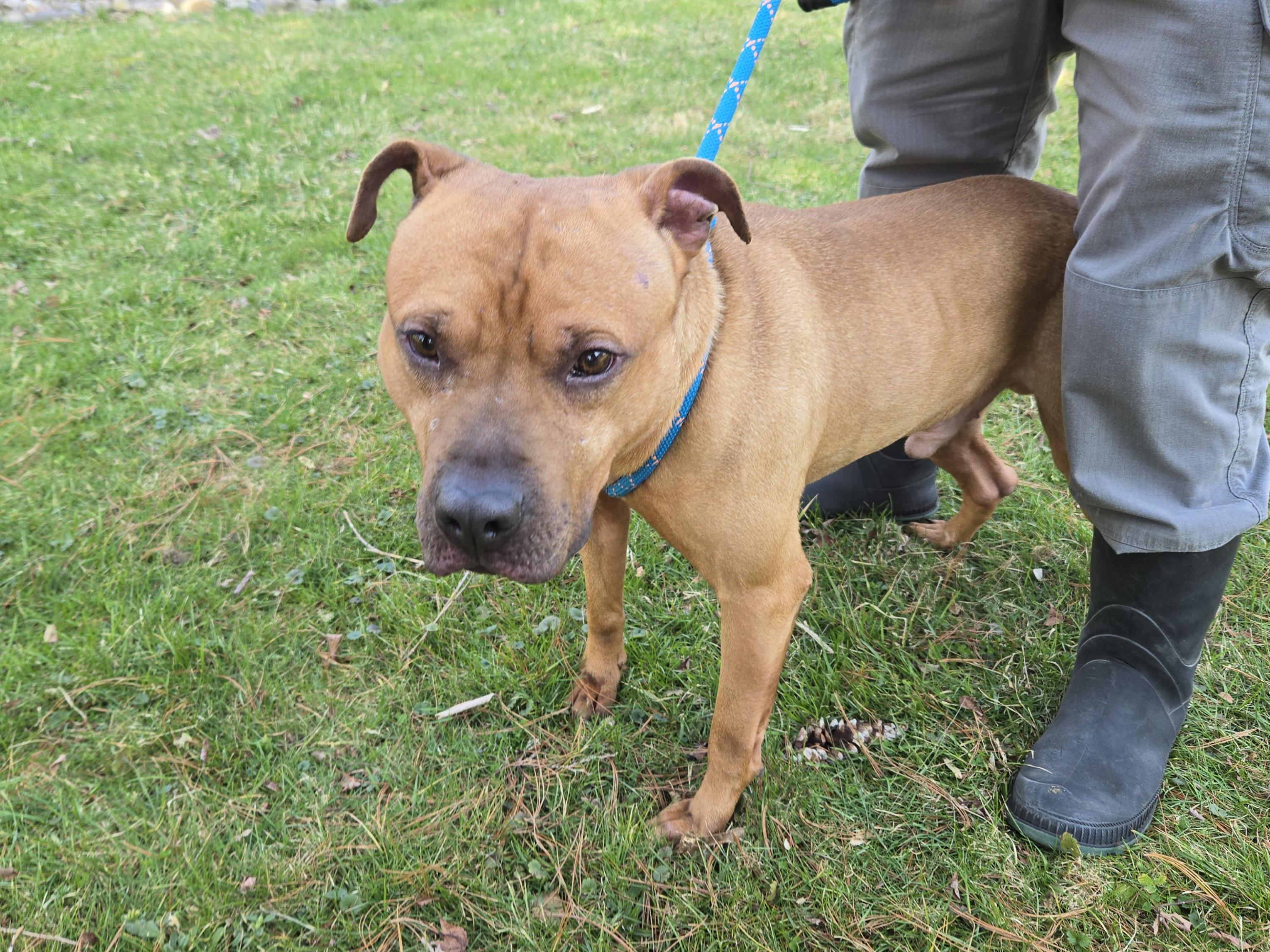 Dennis, ADOPTABLE, Young Male Pit Bull Terrier.