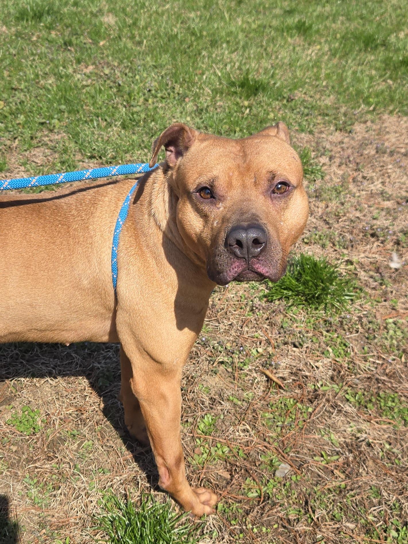 Dennis, a ADOPTABLE Pit Bull Terrier in Trenton, NJ image 2/2