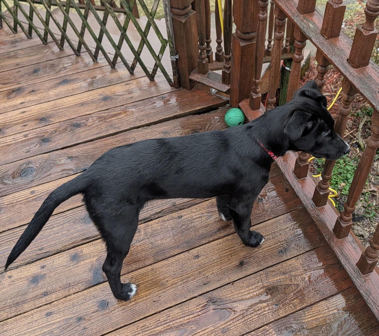 Russell — thumbnail 2