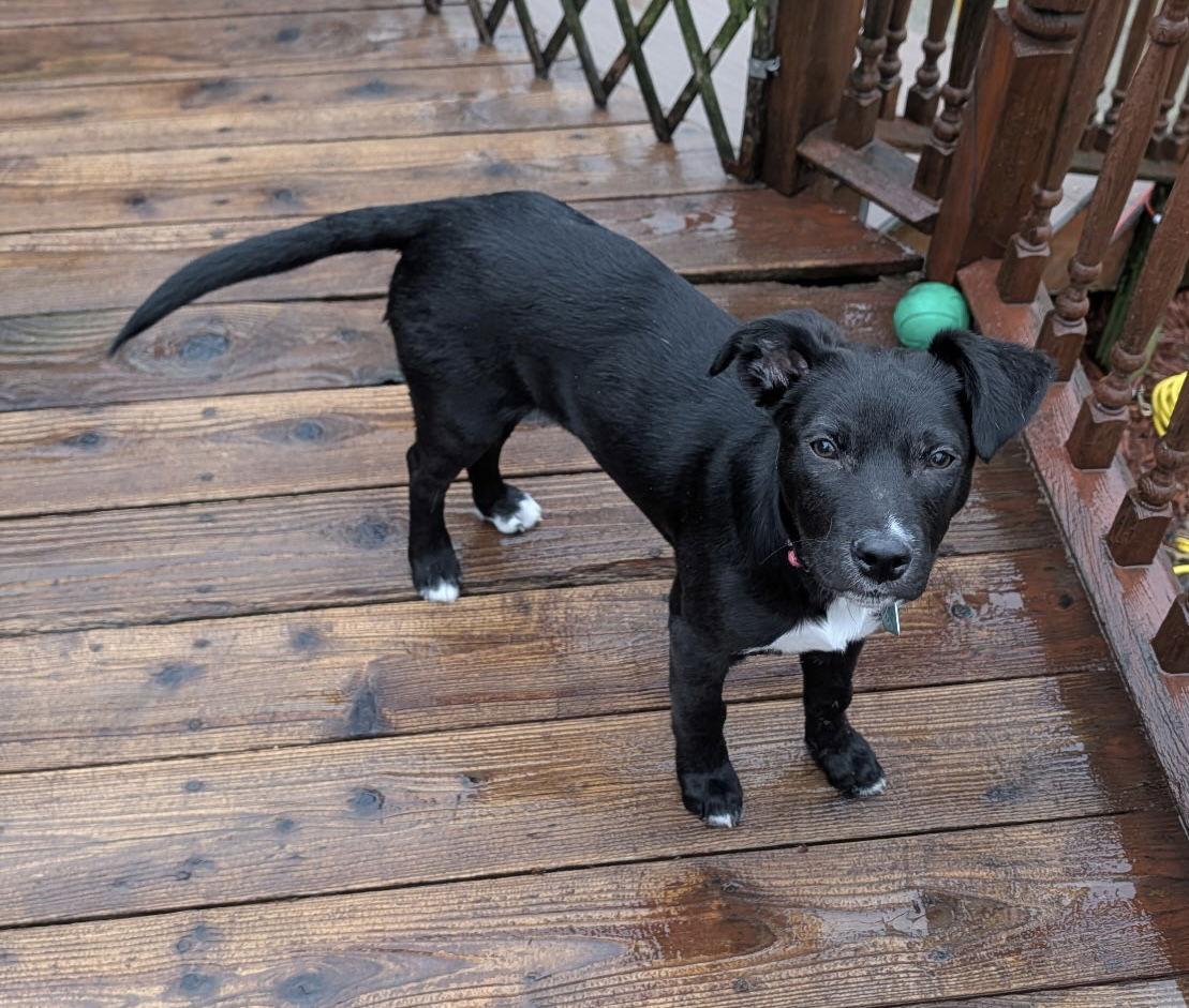 Russell — thumbnail 3