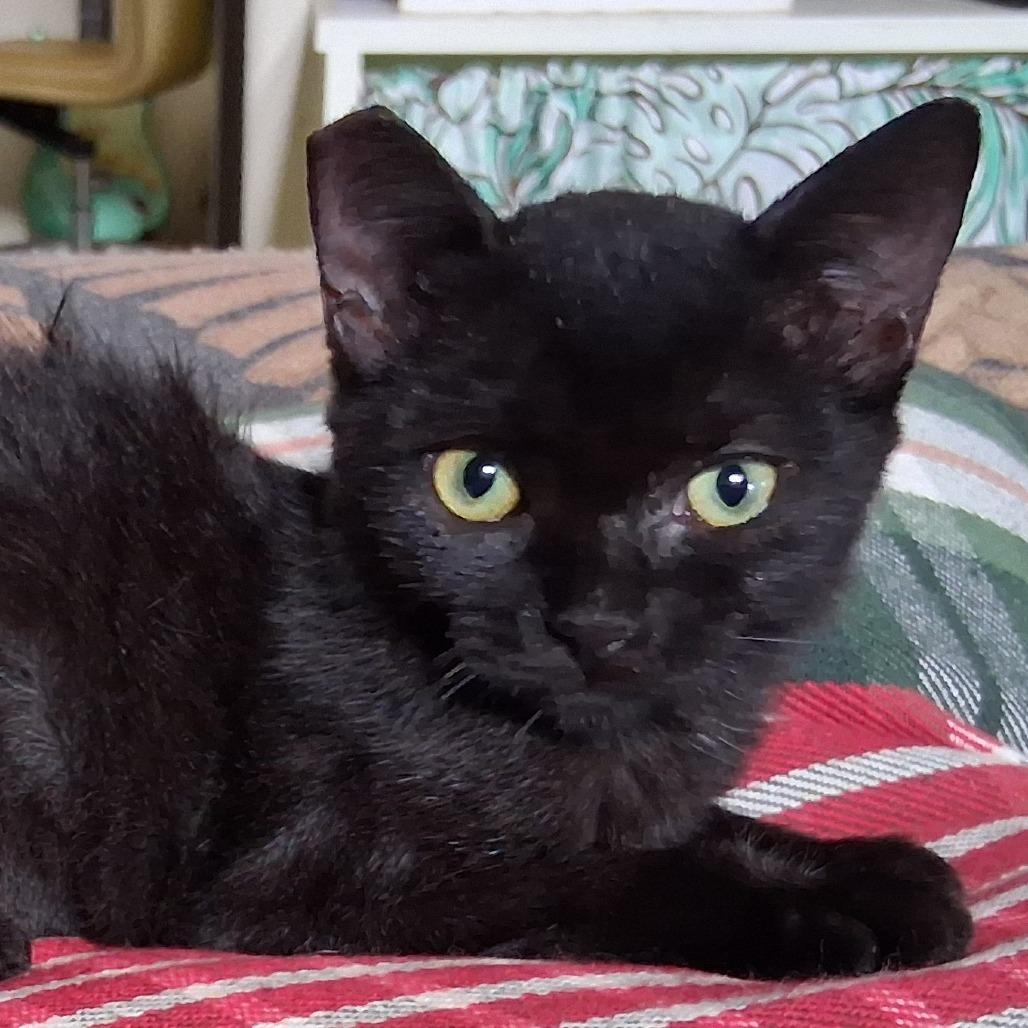 Enlarge ESME COH-A-68090, a Adoptable American Shorthair in Volcano, HI image 1/5