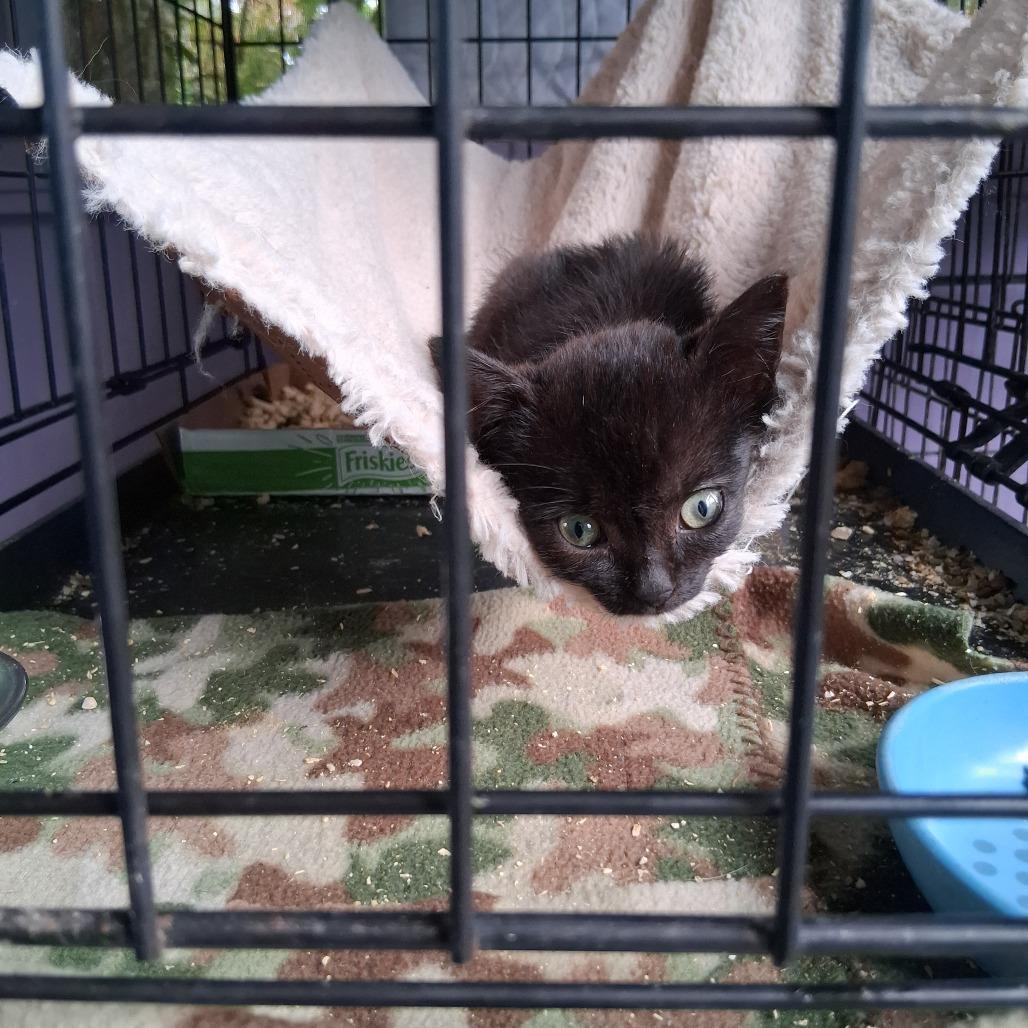 Enlarge ESME COH-A-68090, a Adoptable American Shorthair in Volcano, HI image 2/5