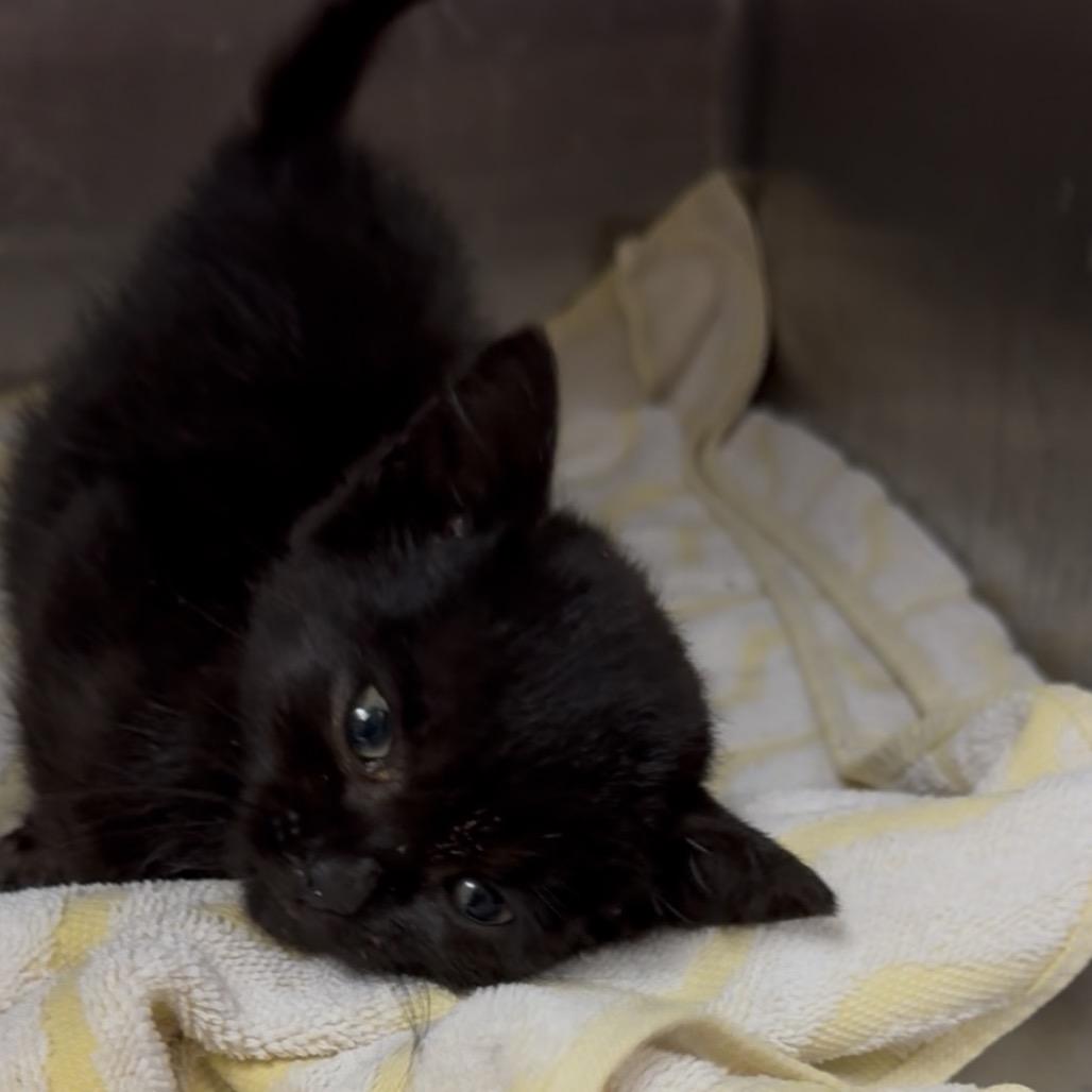 Enlarge ESME COH-A-68090, a Adoptable American Shorthair in Volcano, HI image 3/5