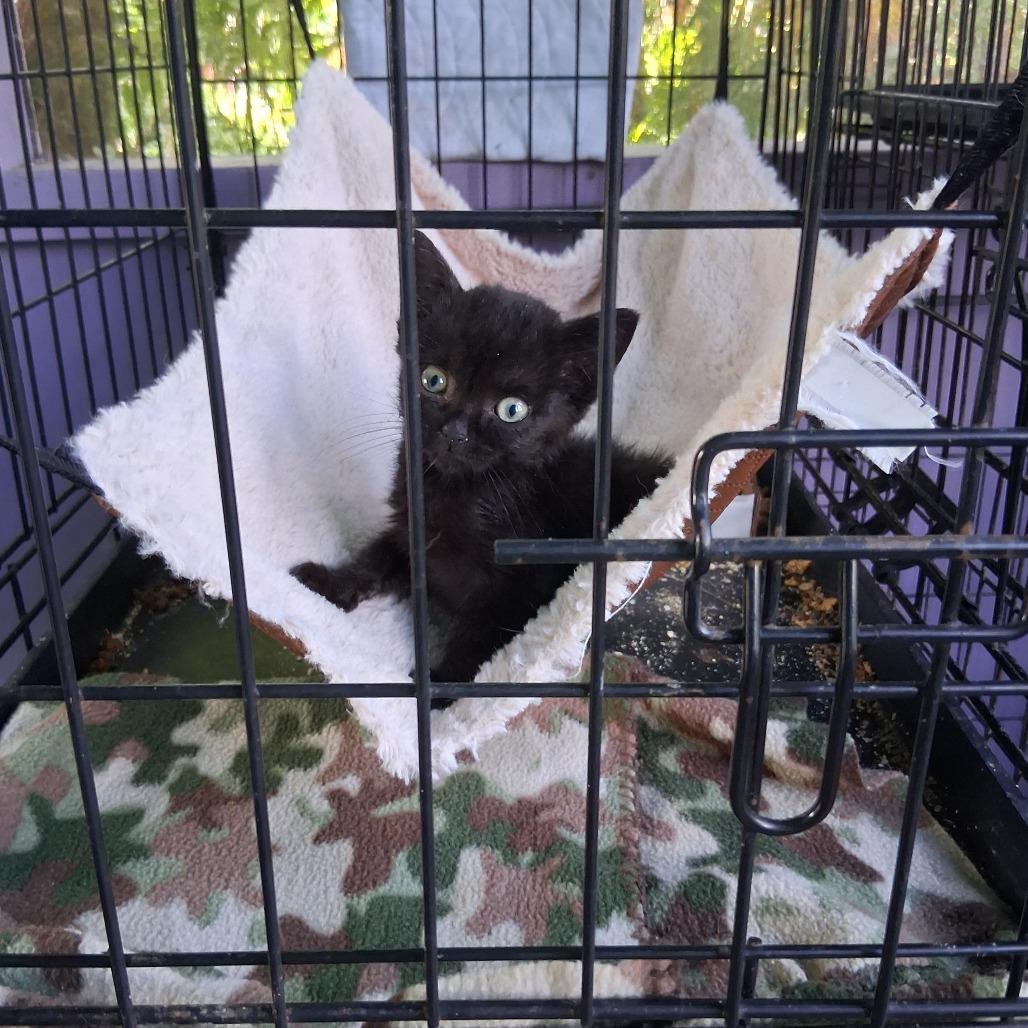 Enlarge ESME COH-A-68090, a Adoptable American Shorthair in Volcano, HI image 4/5