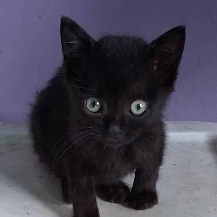 Enlarge ESME COH-A-68090, a Adoptable American Shorthair in Volcano, HI image 5/5