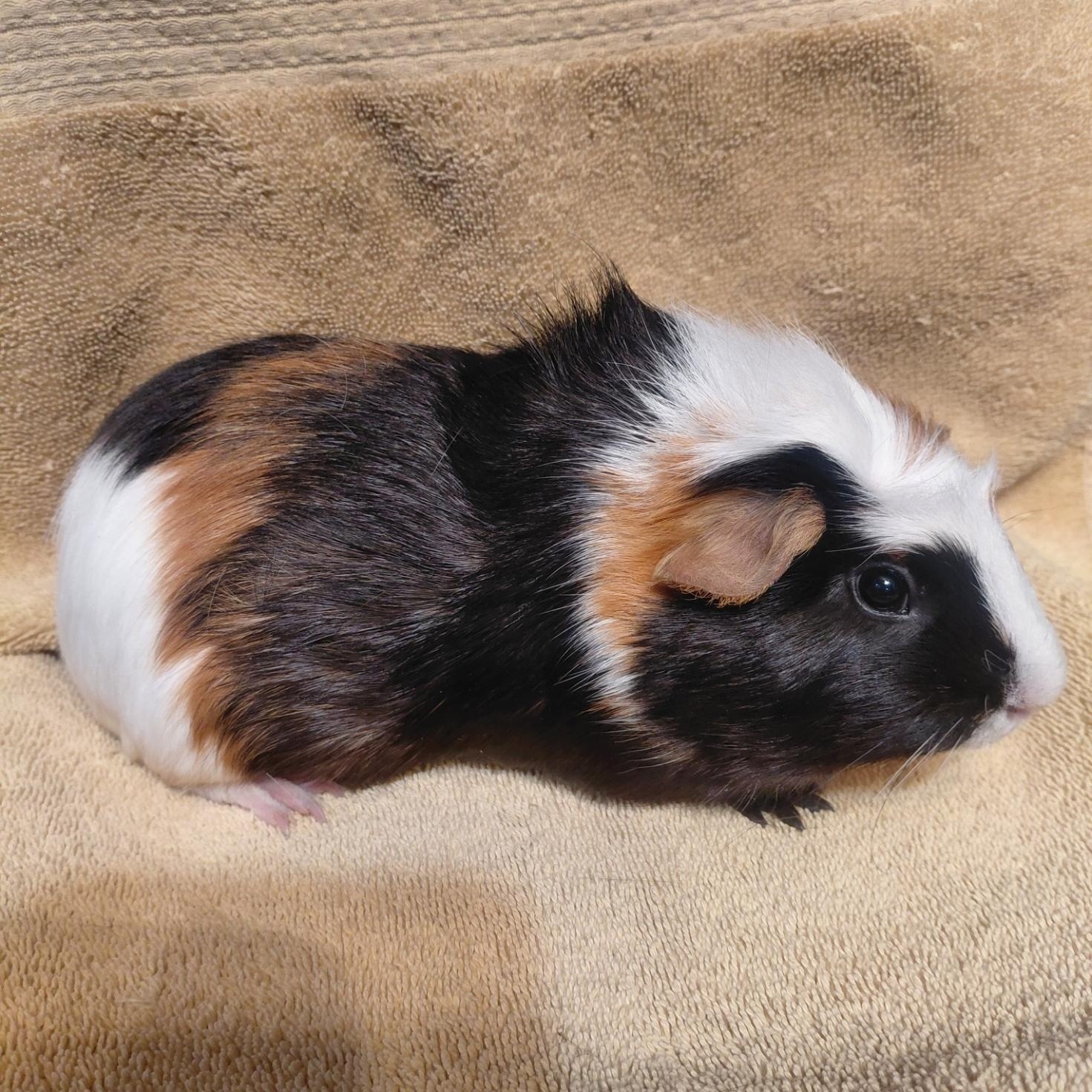 Enlarge Naomi, a ADOPTABLE Guinea Pig in Cincinnati, OH image 3/4