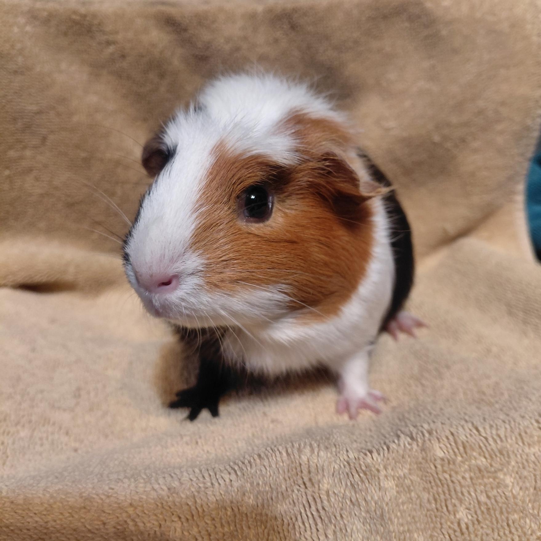Enlarge Naomi, a ADOPTABLE Guinea Pig in Cincinnati, OH image 2/4