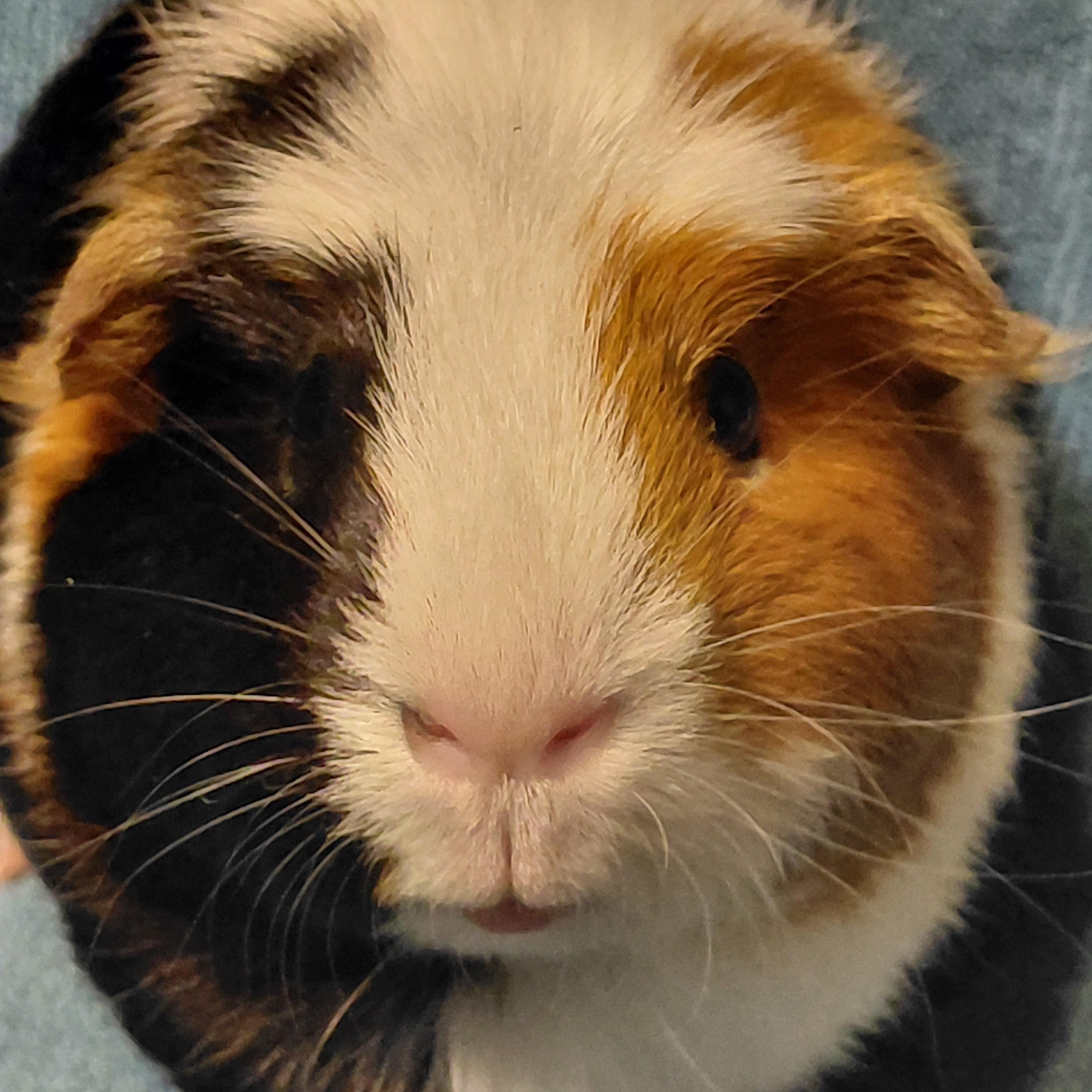 Enlarge Naomi, a ADOPTABLE Guinea Pig in Cincinnati, OH image 1/4