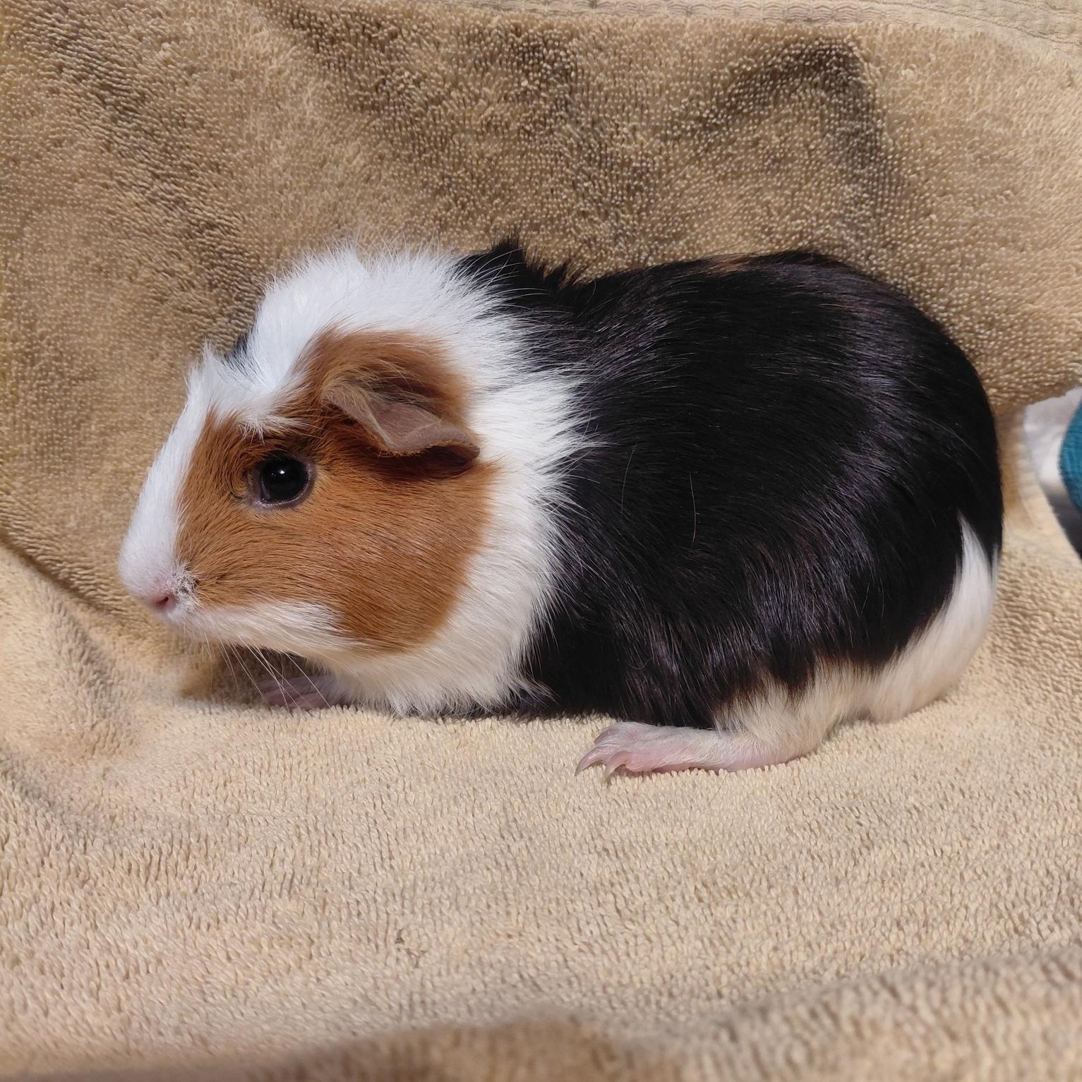 Enlarge Naomi, a ADOPTABLE Guinea Pig in Cincinnati, OH image 4/4