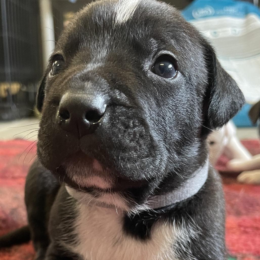 Enlarge Nemo, a Adoptable mixed breed in Metamora, MI image 1/6