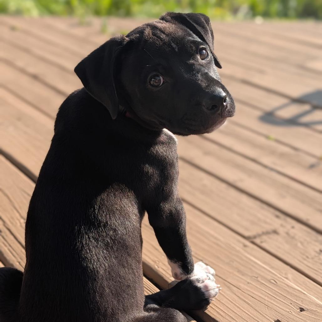 Enlarge Nemo, a Adoptable mixed breed in Metamora, MI image 2/6