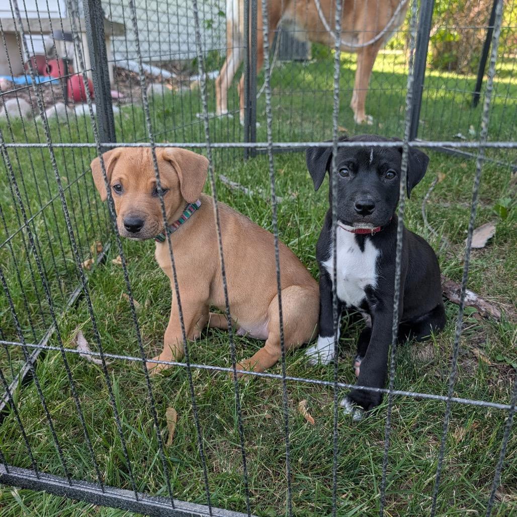 Enlarge Nemo, a Adoptable mixed breed in Metamora, MI image 4/6