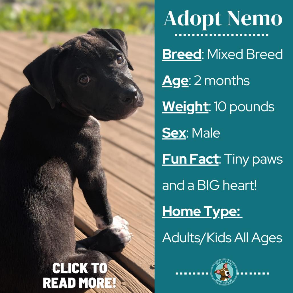 Enlarge Nemo, a Adoptable mixed breed in Metamora, MI image 6/6