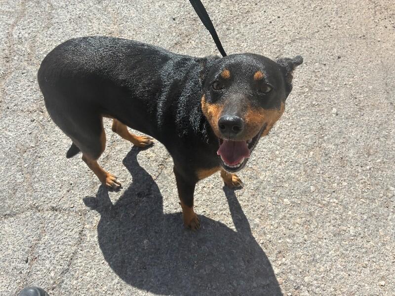 Traviesa, Adoptable, Adult Female Mixed Breed.