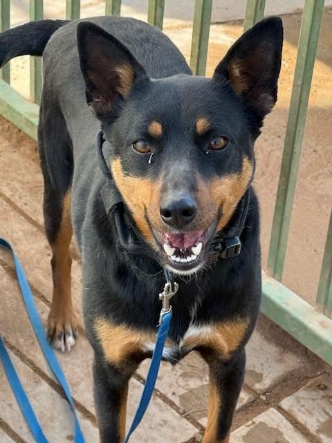 Enlarge Traviesa, a Adoptable Mixed Breed in Hobbs, NM image 2/5