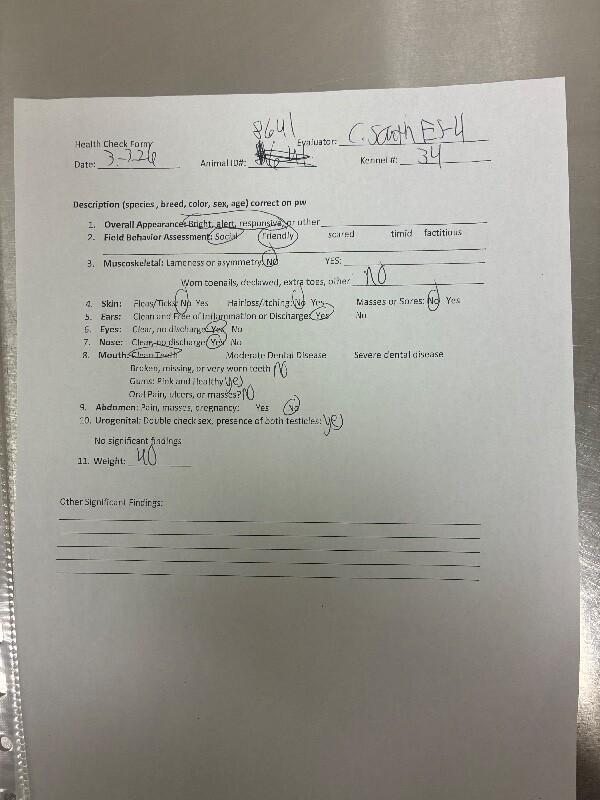 Enlarge Traviesa, a Adoptable Mixed Breed in Hobbs, NM image 3/5