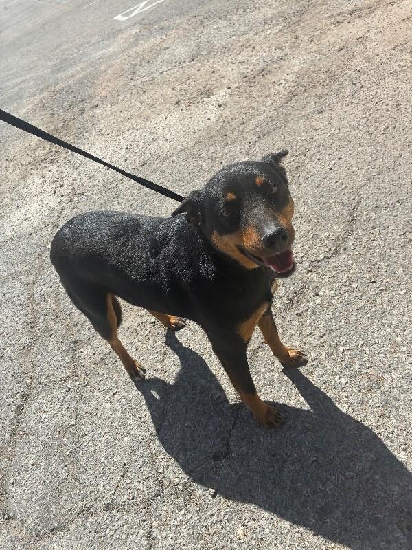 Enlarge Traviesa, a Adoptable Mixed Breed in Hobbs, NM image 4/5