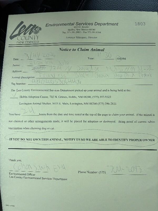 Enlarge Traviesa, a Adoptable Mixed Breed in Hobbs, NM image 5/5