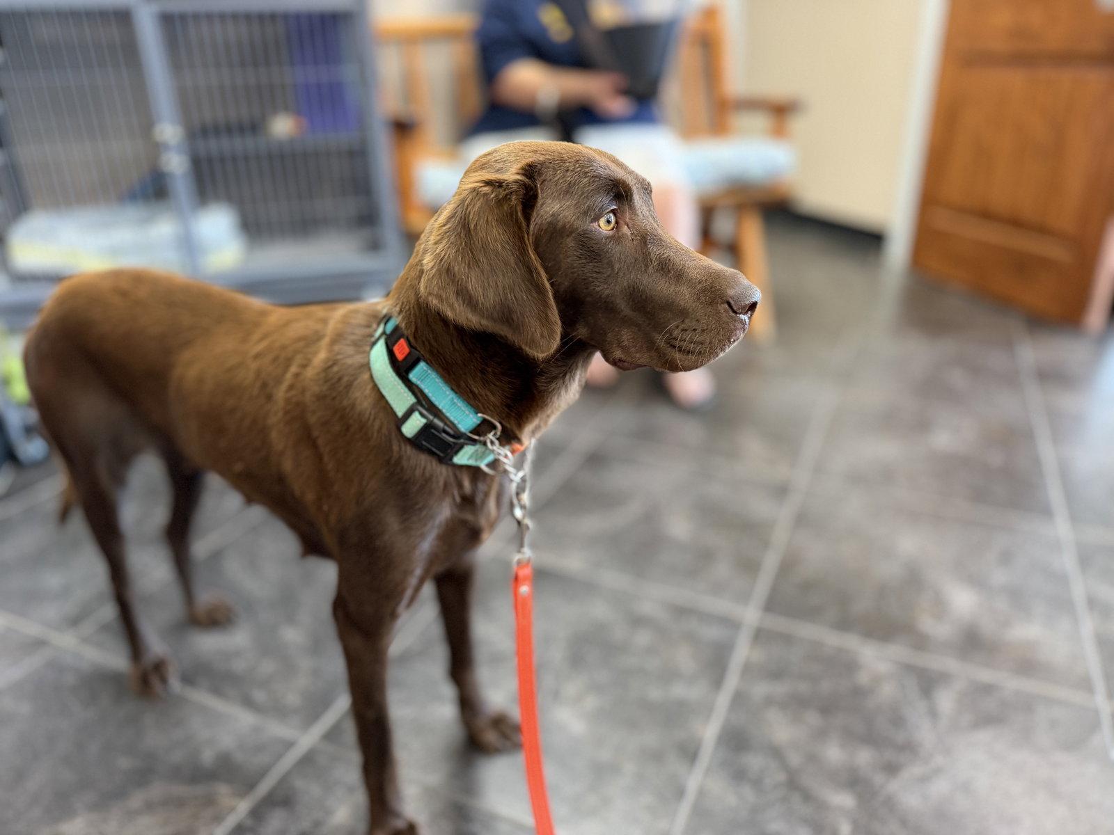 Honey, Adoptable, Adult Female Labrador Retriever.