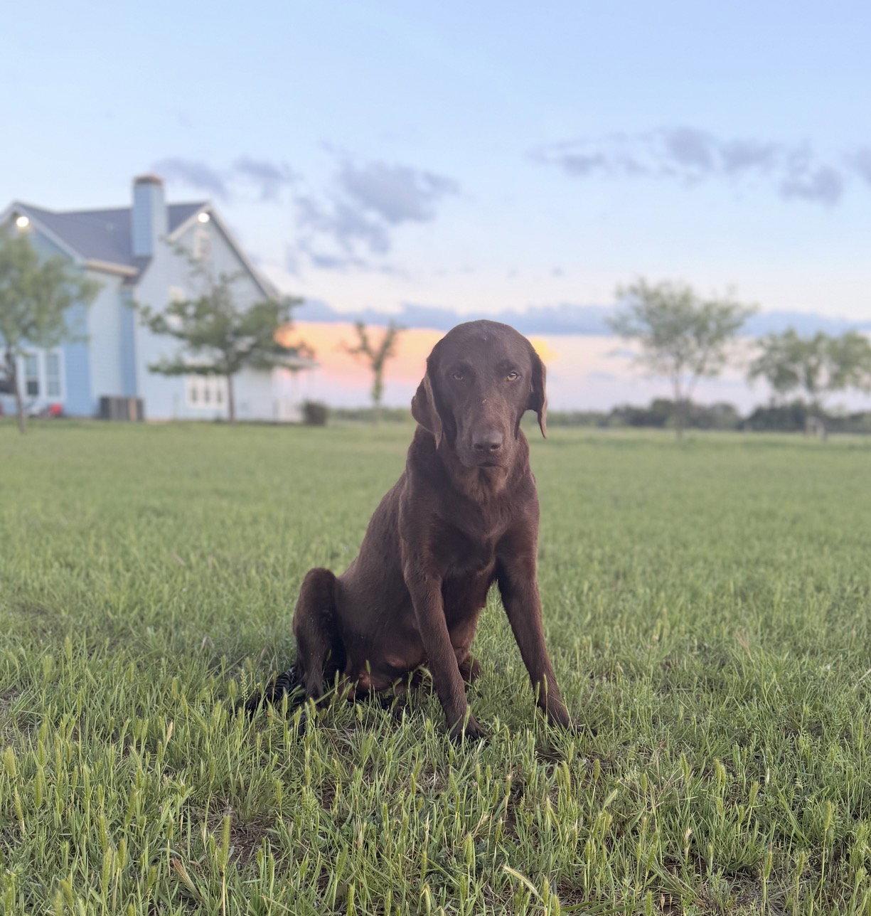 Honey, a Adoptable Labrador Retriever in Denton, TX image 2/3