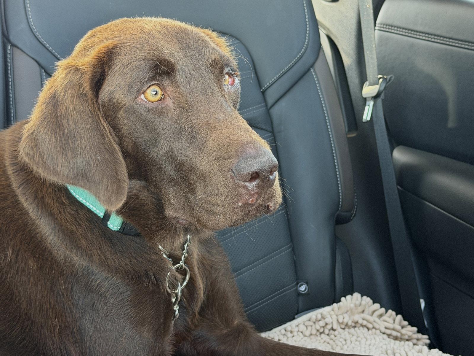 Honey, a Adoptable Labrador Retriever in Denton, TX image 3/3