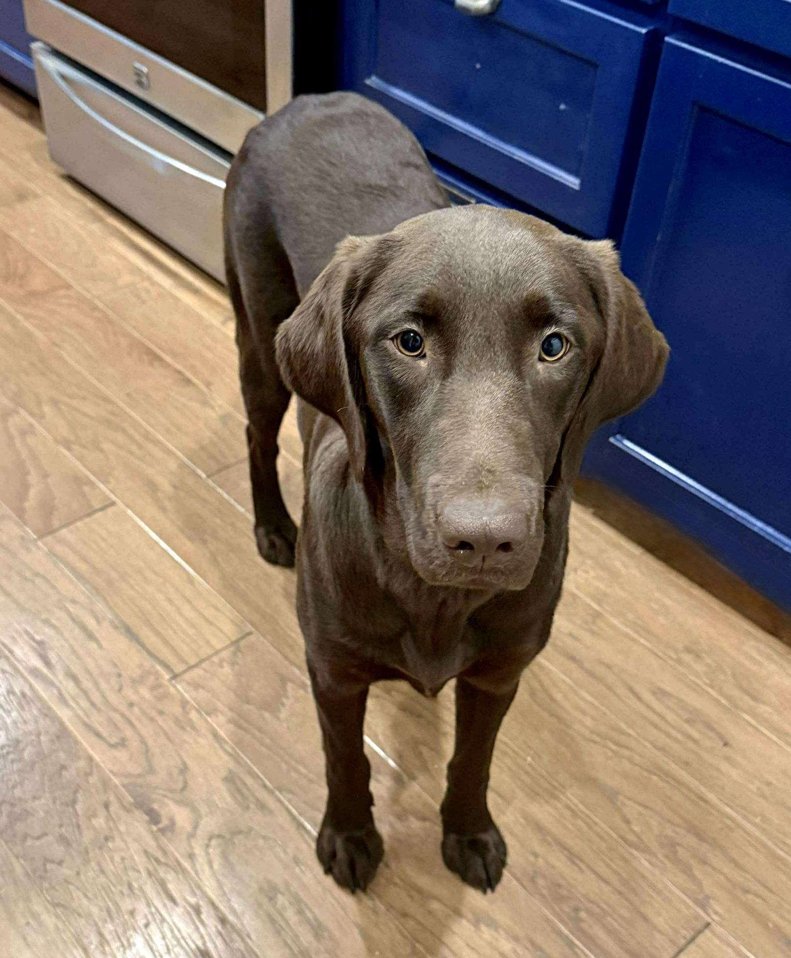Honey, Adoptable, Adult Female Labrador Retriever.