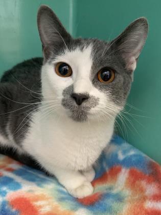 Bean (Bubbles), an adoptable Domestic Short Hair in Redmond, OR, 97756 | Photo Image 1