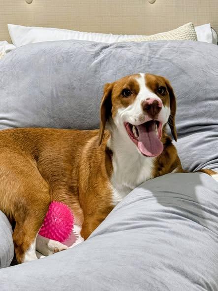 Vale, a ADOPTABLE mixed breed in Fremont, CA image 2/3