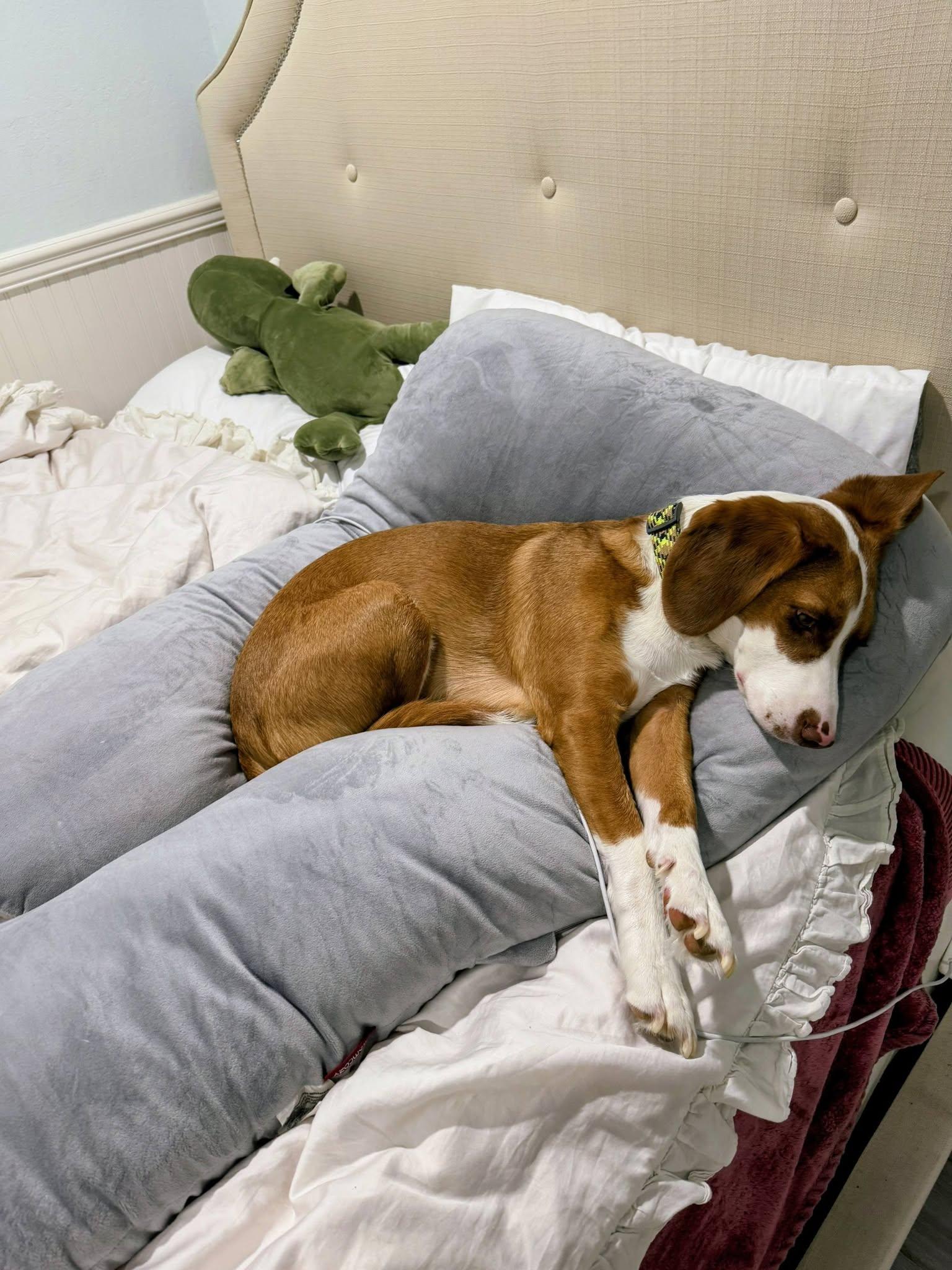 Vale, a ADOPTABLE mixed breed in Fremont, CA image 3/3
