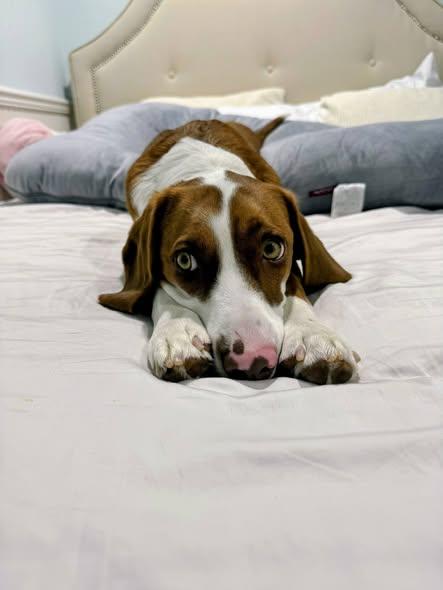 Vale, ADOPTABLE, Adult Male Beagle.