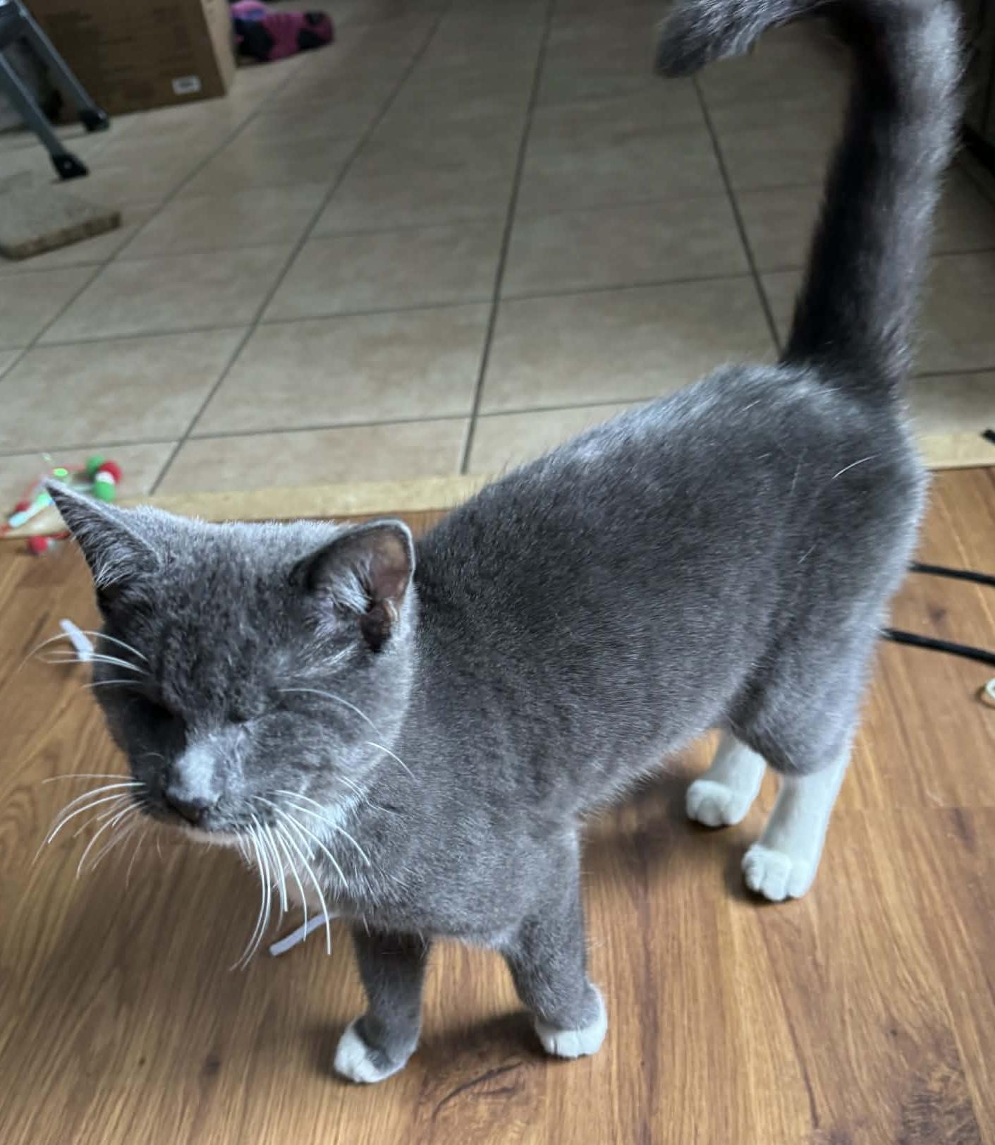 Daisy Elizabeth thumbnail 2