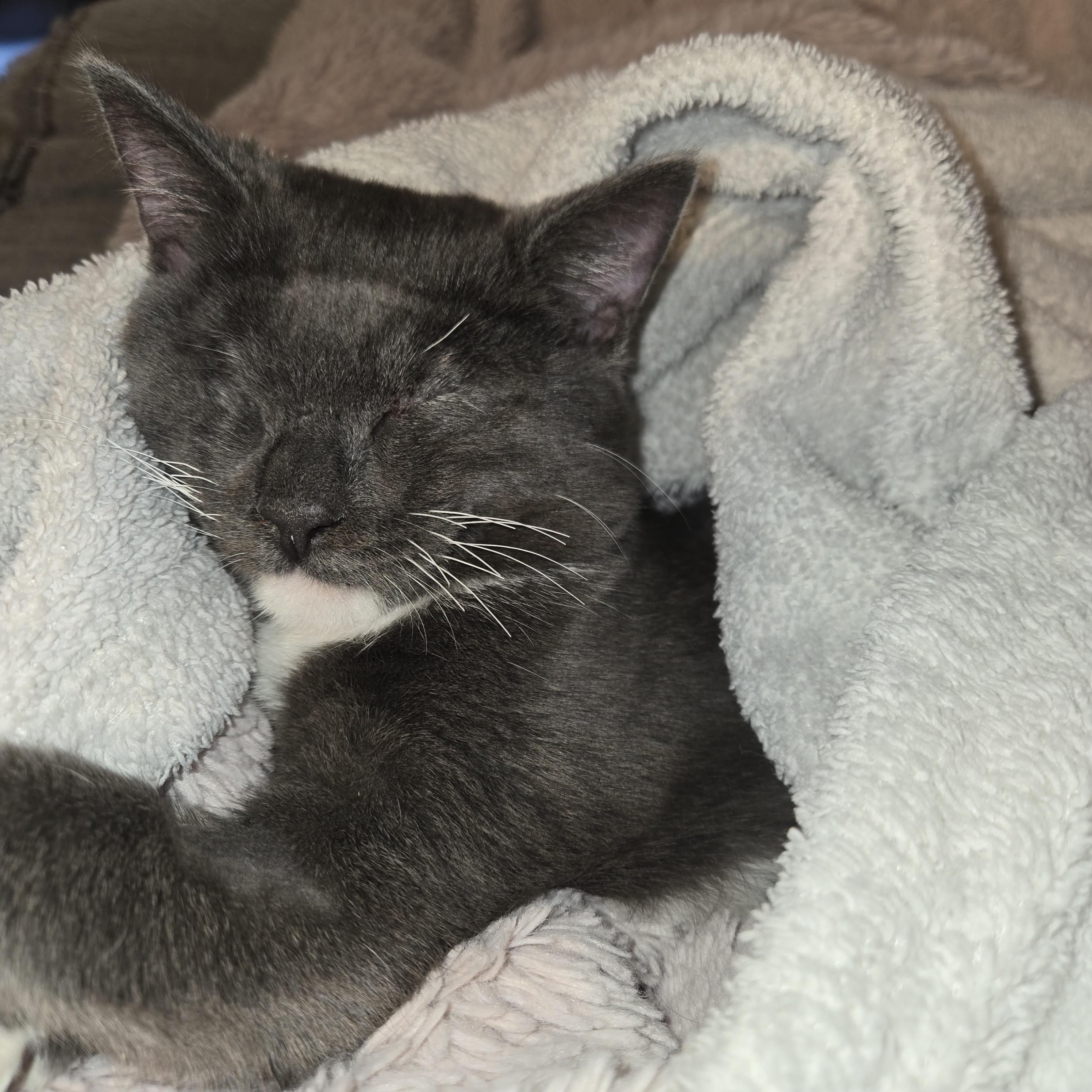 Enlarge Daisy Elizabeth, a Adoptable Domestic Short Hair in Midland, MI image 1/6