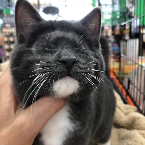 Enlarge Daisy Elizabeth, a Adoptable Domestic Short Hair in Midland, MI image 2/6