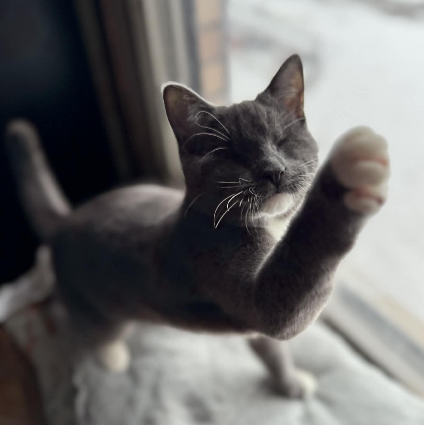 Enlarge Daisy Elizabeth, a Adoptable Domestic Short Hair in Midland, MI image 2/6